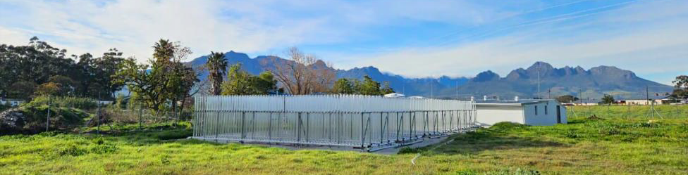 Vertical glass tube photobioreactor used for microalgae cultivation at Algaeholix in Stellenbosch.
